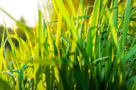 Green grass stems on sunlight.の写真素材