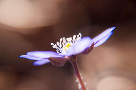 First Hepatica Snowdrop blue purple violet flowers in early spring forestの写真素材