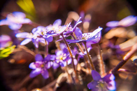 First Hepatica Snowdrop blue purple violet flowers in early spring forest