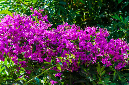 Blooming Bougainvillea bush branch full of vibrant flowers