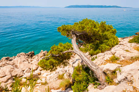 Curved pine on a rocky slope of the Adriatic coast