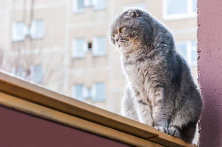 Scottish Folds are hardy cats and their disposition matches their sweet expression. They adore human companionship and display this in their own quiet wayの写真素材