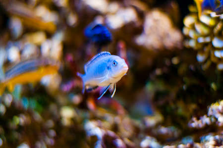 Cichlids are one of the largest families of fishes with more than 2000 types of cichlids, and new...