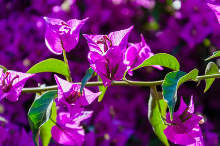 Blooming Bougainvillea bush branch full of vibrant flowers