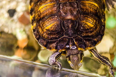 Trachemys Srcipta or Pond Slider turtle looking through aquarium glass in the water. There are...