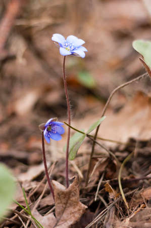 First Hepatica Snowdrop blue purple violet flowers in early spring forestの写真素材