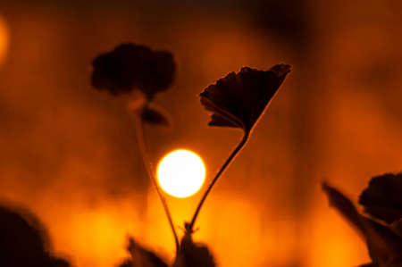 Pelargonium flowers silhouettes with bokeh spots background at night