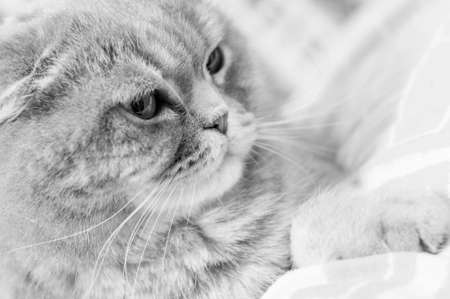 Scottish Folds are hardy cats and their disposition matches their sweet expression. They adore human companionship and display this in their own quiet wayの写真素材