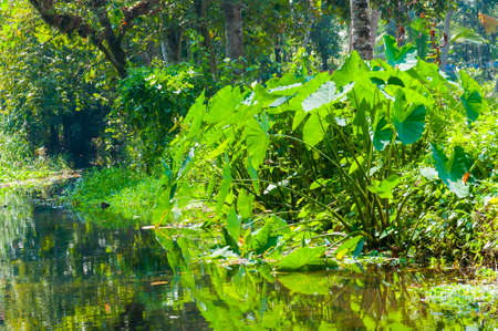 Backwaters in Kerala is a network of 1500 km of canals both manmade and natural, 38 rivers and 5 big...