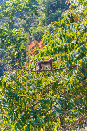 The Bonnet macaque are endemic to south India, The habitats including evergreen high forest and dry deciduous forest of the Western Ghat Mountains and some of the eastern ghat ranges as well.の写真素材