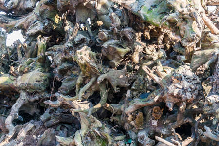 This shot was made in Munnar mountains in Southern Indian state Kerala on January 2015. Here you can see the heap of uprooted, dry tea bushes roots.の写真素材