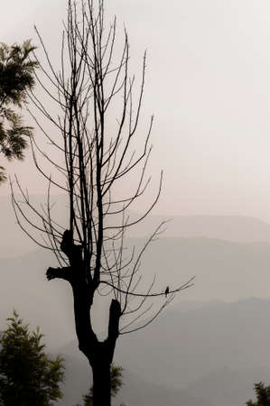 This shot was made in Munnar mountains, southern Indian state Kerala on January 2015. Amazing view on the bird sitting on the tree branch with gradient mountains background.の写真素材