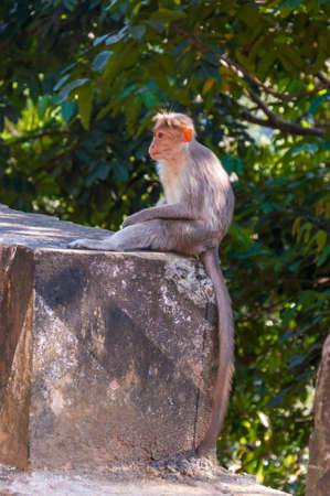 The Bonnet macaque are endemic to south India, The habitats including evergreen high forest and dry...