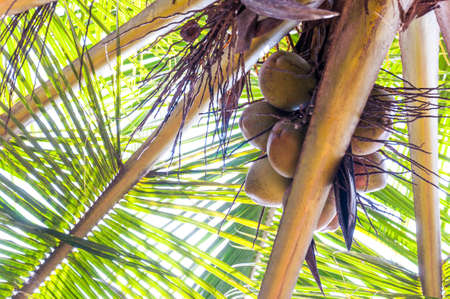 Coconut is Cocos nucifera. Early Spanish explorers called it coco, which means 'monkey face' because the three indentations on the hairy nut resembles the head and face of a monkeyの写真素材