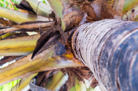 Coconut is Cocos nucifera. Early Spanish explorers called it coco, which means 'monkey face' because the three indentations on the hairy nut resembles the head and face of a monkeyの写真素材