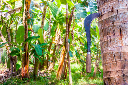 Traditional Coconut Knife on the tree in Kerala Backwaters, India. This shot was made in Backwaters of Kerala, India near Kochi.の写真素材