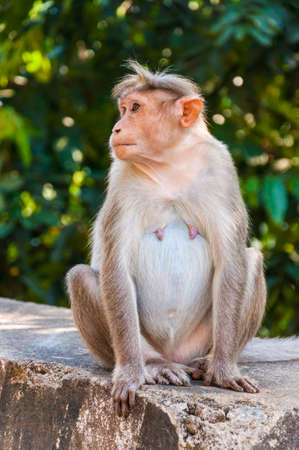 The Bonnet macaque are endemic to south India, The habitats including evergreen high forest and dry...