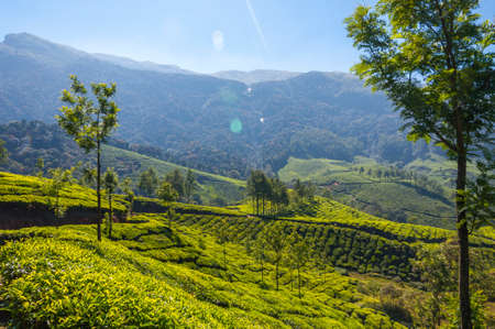 Munnar is an attractive destination with the world's best and renowned tea estates. There are more...