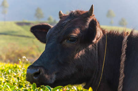 Here you can see a cow inside of the tea bushes in Munnar mountains. No words cannot describe the feelings that comes to your heart when you see this beauty.の写真素材