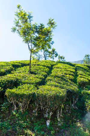 Munnar is an attractive destination with the world's best and renowned tea estates. There are more...