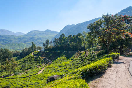 Munnar is an attractive destination with the world's best and renowned tea estates. There are more...
