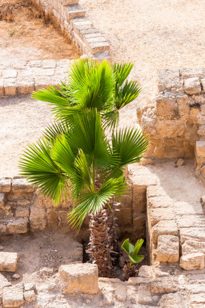Caesarea, Israel - May 22, 2012: Palms growing through the ancient remains of the stone walls, ruins of Caesarea Park in Israelのeditorial素材
