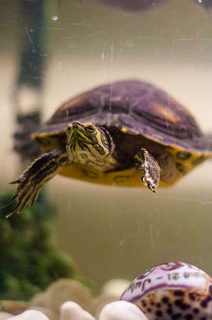 Portrait of Pond Slider Trachemys Scripta turtle swimming in aquarium