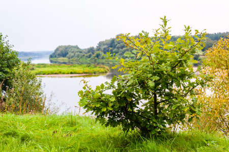 Young oak tree on grassy coast of the river Nemun in National Park