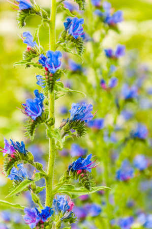 Wild blooming vibrant blue Echium vulgare flower plants in the fieldの写真素材