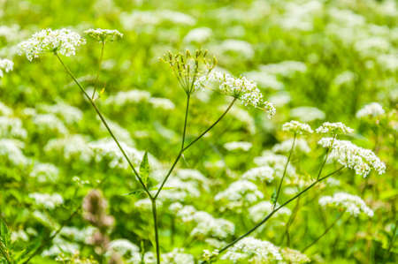 Macro shot of blooming white Pimpinella Saxifraga or burnet-saxifrage flower plant