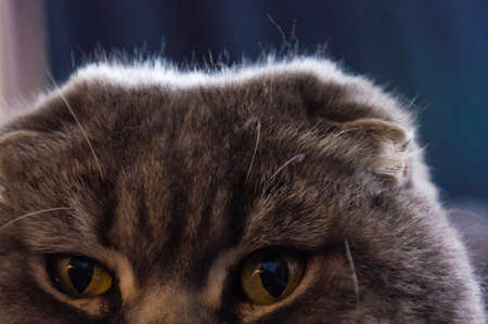 Serious looking Scottish Fold male cat eyes close-upの写真素材