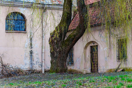 Vilnius, Lithuania: Huge willow tree with fantastic branches growing on backyard of the abandoned Catholic church of the Ascension on Subaciaus street in Old Town of Vilniusの写真素材
