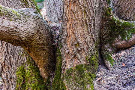 The family group of several trunks of one tree in the forest