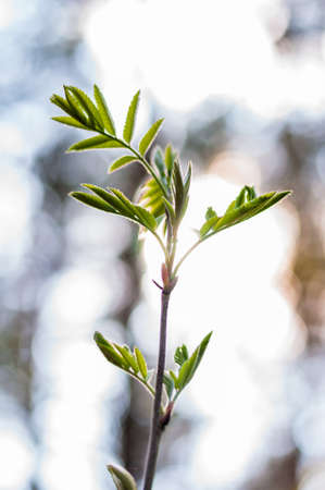 Young rowan tree branch with new growing leaves in spring forest
