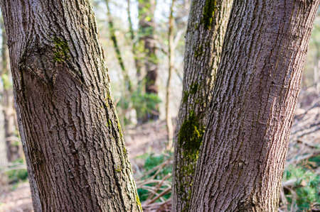 The family group of several trunks of one tree in the forestの写真素材