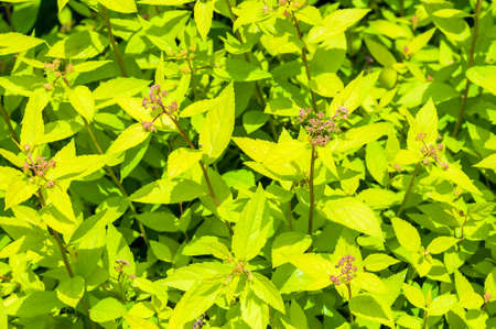 Green yellow leaves of decorative vibrant Physocarpus family bush shrub plantの写真素材