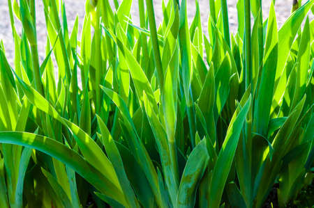 Close-up of stems with leaves of growing Iris flower. Iris is a genus of flowering plants with showy flowers.の写真素材