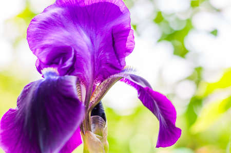 Macro close-up of gorgeous Iris flower purple violet blooming bud. Iris is a genus of flowering...