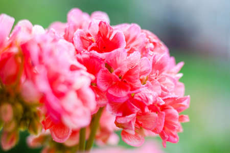 Full of raindrops vibrant red pink buds of flowering blooming pelargonium geranium flower plant...