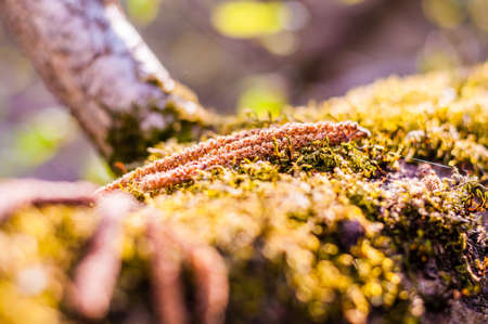Birch tree catkins falling down and laying down on the mossy forest groundの写真素材