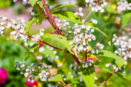 Bunch of tiny blooming white flowers on decorative bush shrub plant with vibrant red stems and...