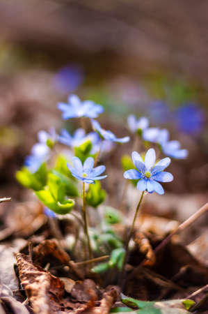Group of growing blooming Hepatica Snowdrops blue flowers in early spring forest