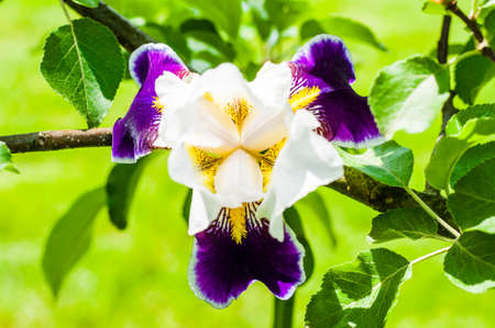 Gorgeous Iris flower white purple violet blooming bud in front of apple tree branch. Iris is a genus of flowering plants with showy flowers.の写真素材