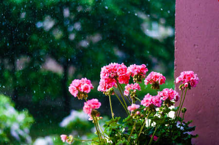 Vibrant red pink buds of flowering blooming pelargonium geranium flower plant outdoors during the rainの写真素材