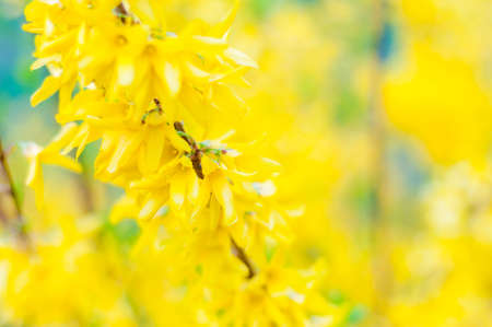 Blooming yellow flowers of Forsythia shrubs plant in the olive family Oleaceae