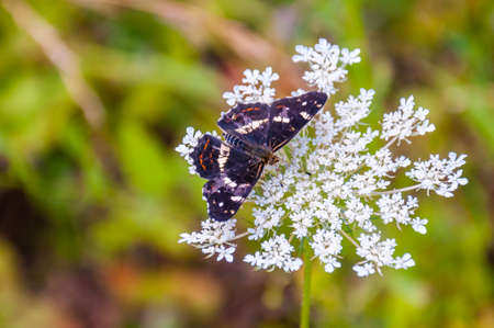 The poplar admiral, Limenitis populi butterfly sitting on white wild blooming Pimpinella Saxifraga or burnet-saxifrage flower. It is a butterfly in the subfamily Heliconiinae of the family Nymphalidaeの写真素材