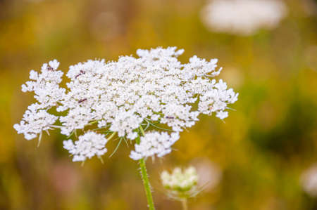 Macro view of white wild blooming Pimpinella Saxifraga or burnet-saxifrage flower