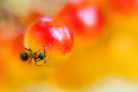 Ant sitting and guarding his egg laying on Viburnum Opulus yellow red berries in the forestの写真素材