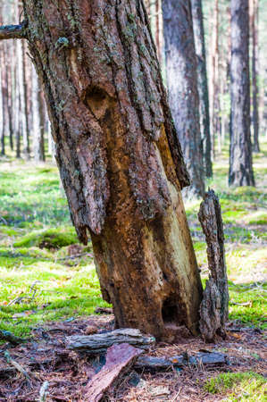 Angled dead dry rotten pine tree bark falling down on mossy ground in amazing evergreen forestの写真素材