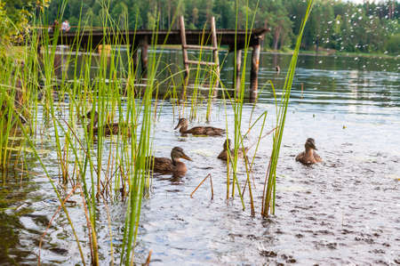 Group of young brown ducks, ducklings swimming together between the water plants in lake near the coast, feeding time. Water birds species in the waterfowl family Anatidae.の写真素材
